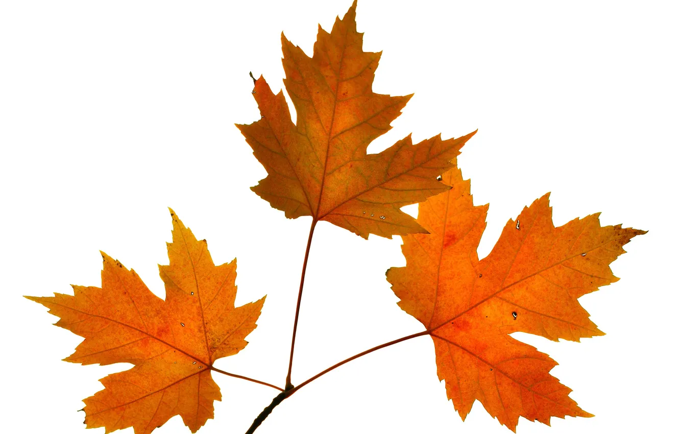 Фото обои осень, листья, природа, клен