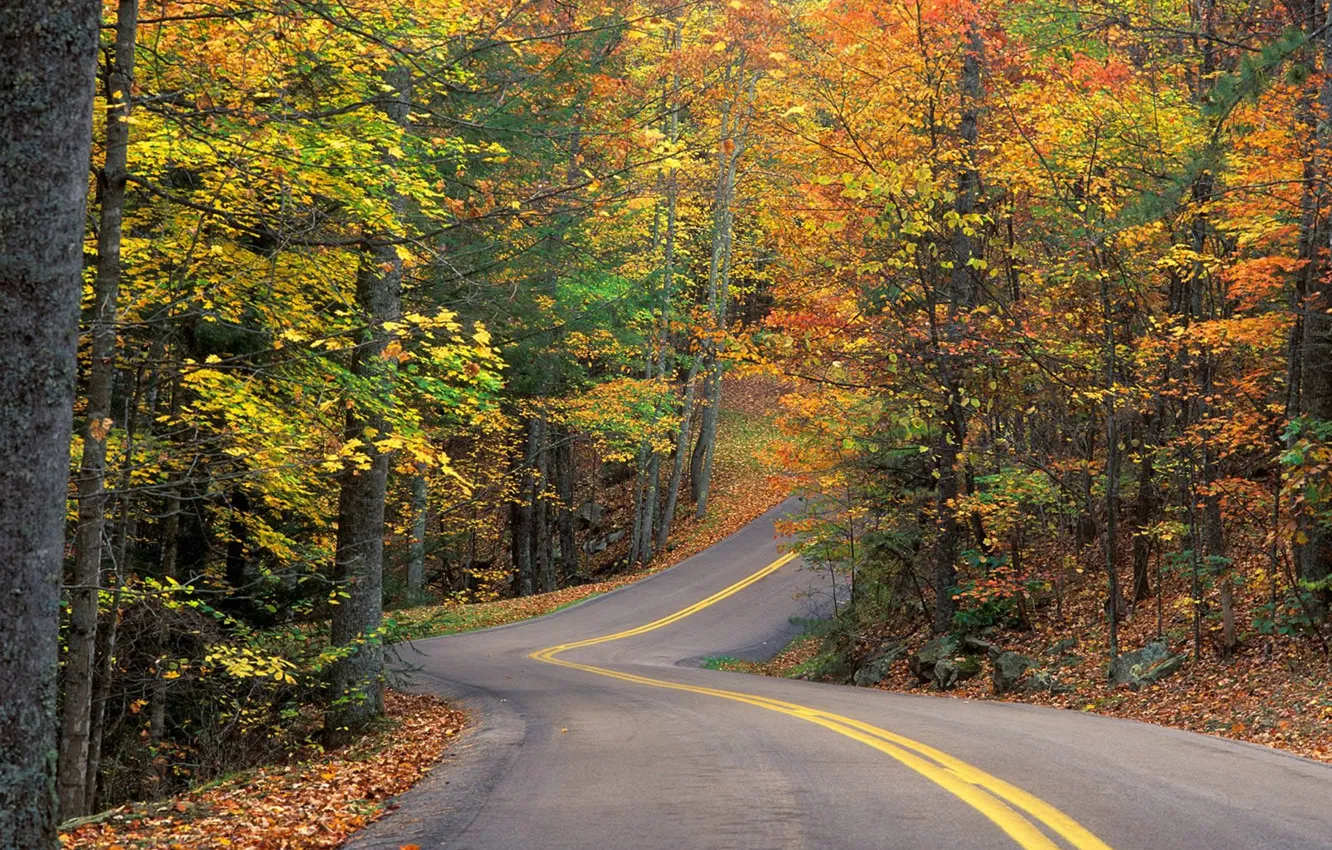 Фото обои дорога, лес, листья, деревья, трасса, Осень, поворот, горка