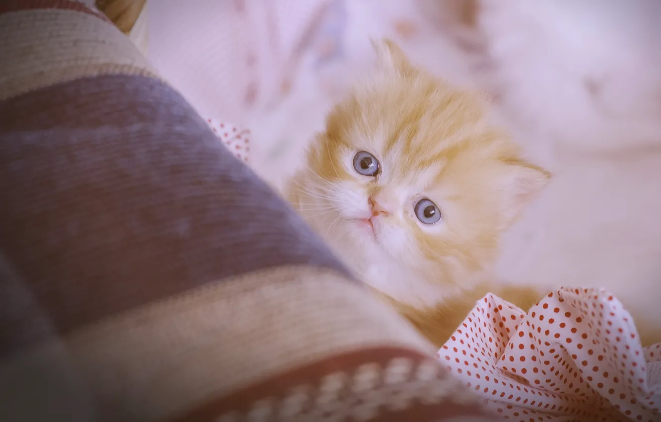 Фото обои взгляд, рыжий, мордочка, котёнок, персидская кошка
