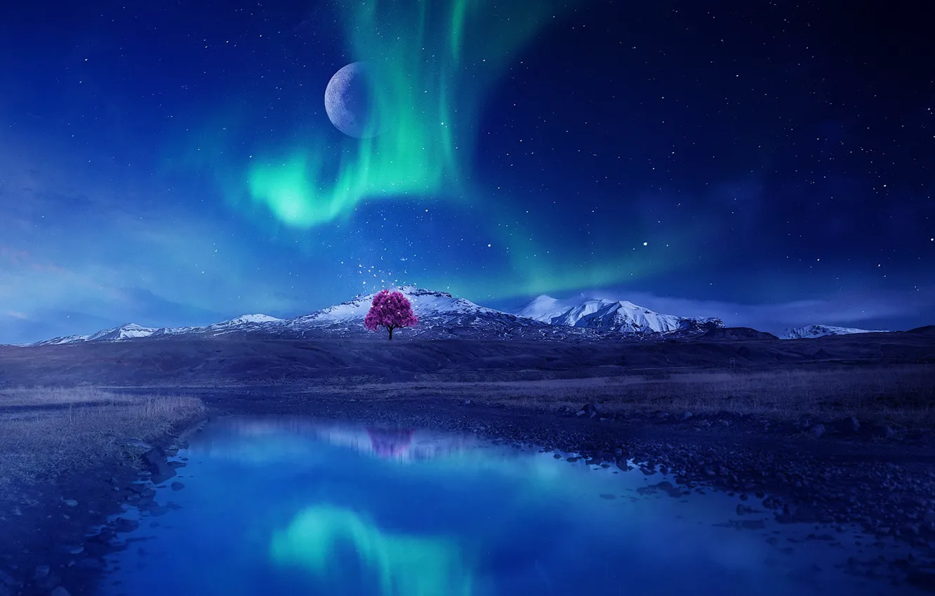 Фото обои небо, ночь, рендеринг, дерево, северное сияние