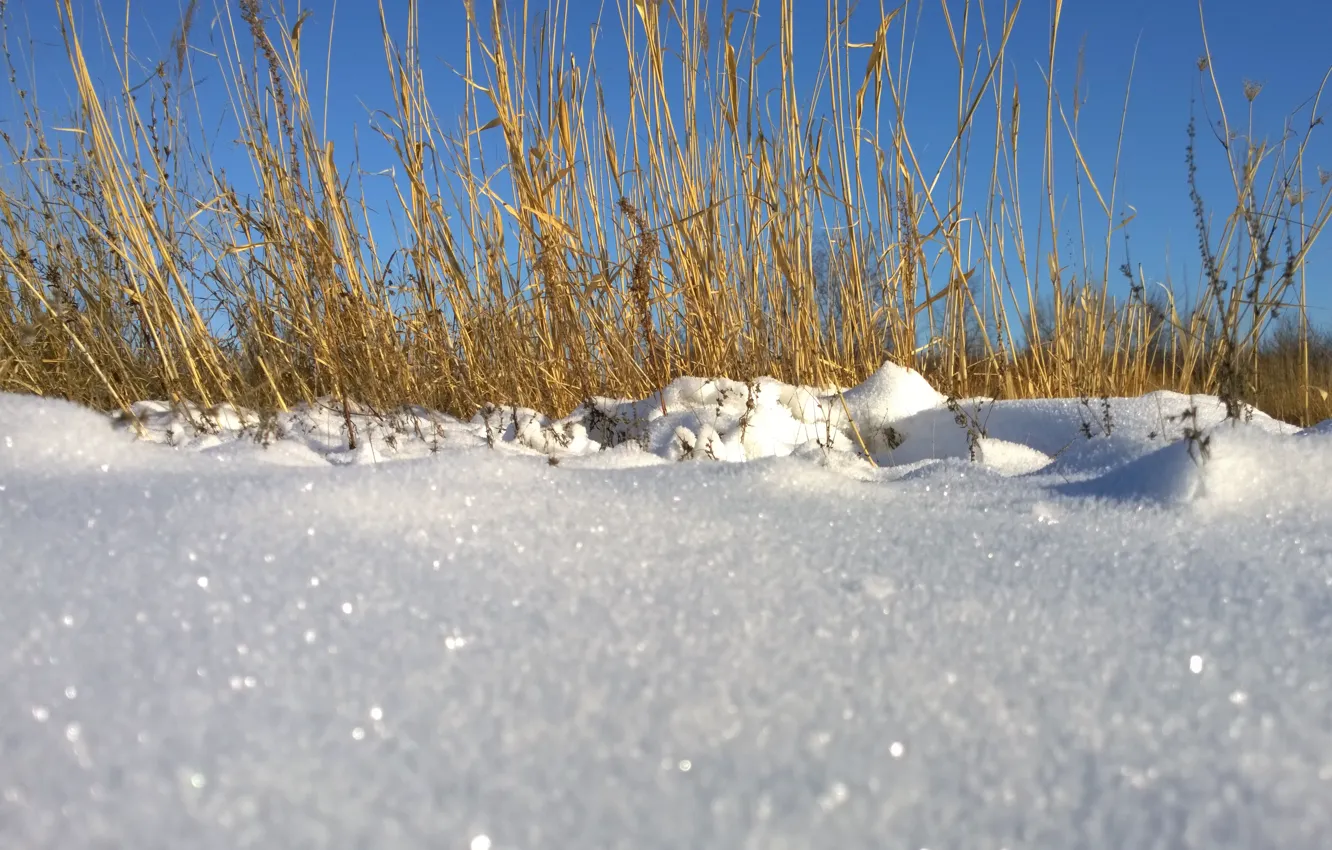 Фото обои зима, трава, снег, природа