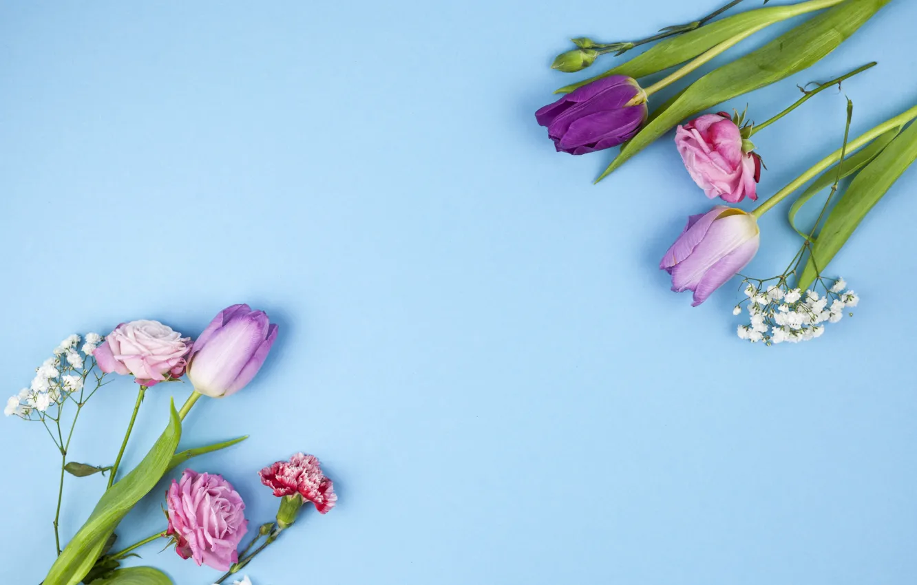 Фото обои цветы, розы, фиолетовые, тюльпаны, розовые, pink, flowers, beautiful