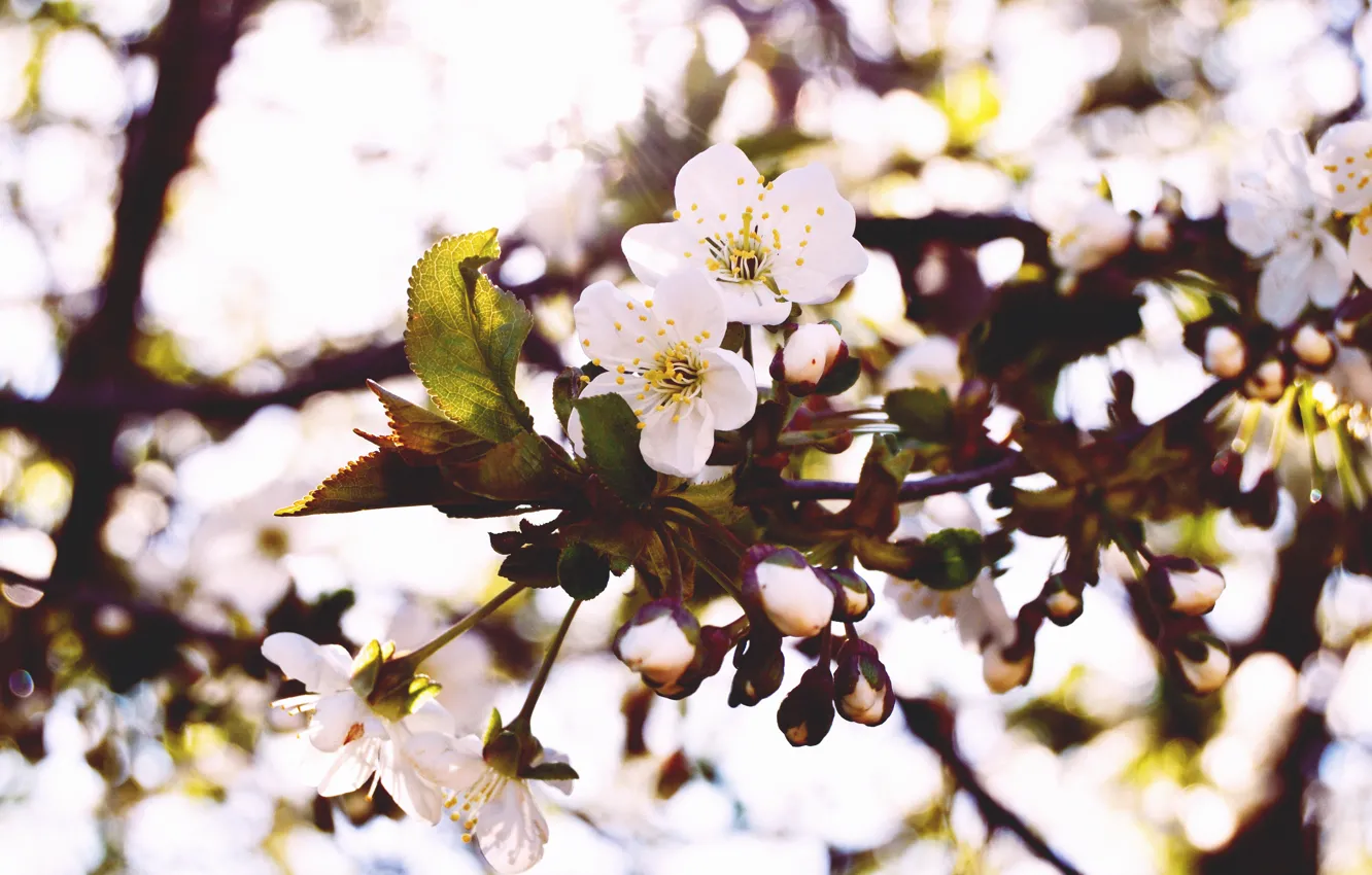 Фото обои макро, цветы, природа, вишня, весна, лепестки, бутоны, ветвь