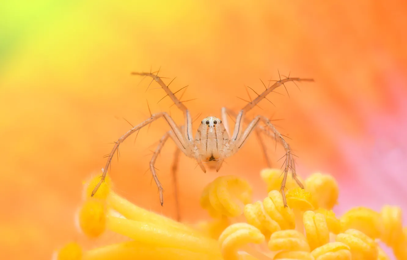 Фото обои animals, insect, web-spider