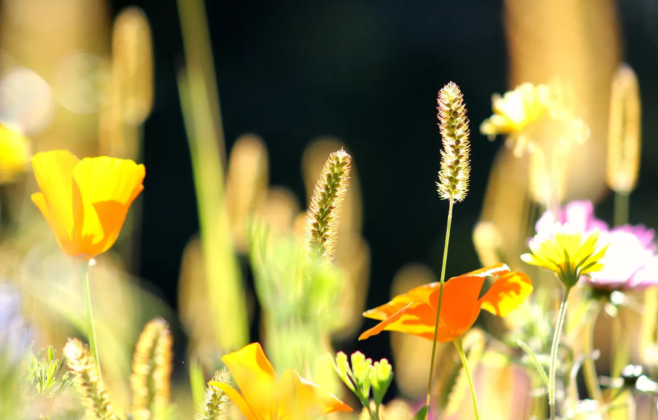 Фото обои лето, цветы, природа, колоски, эшштольция