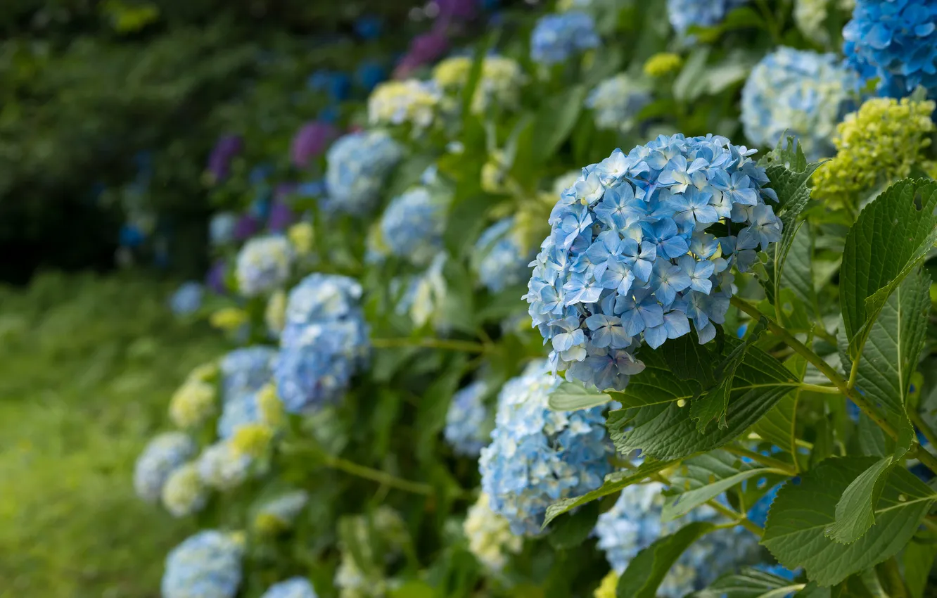 Фото обои цветы, природа, синяя гортензия, цветущие кустарники