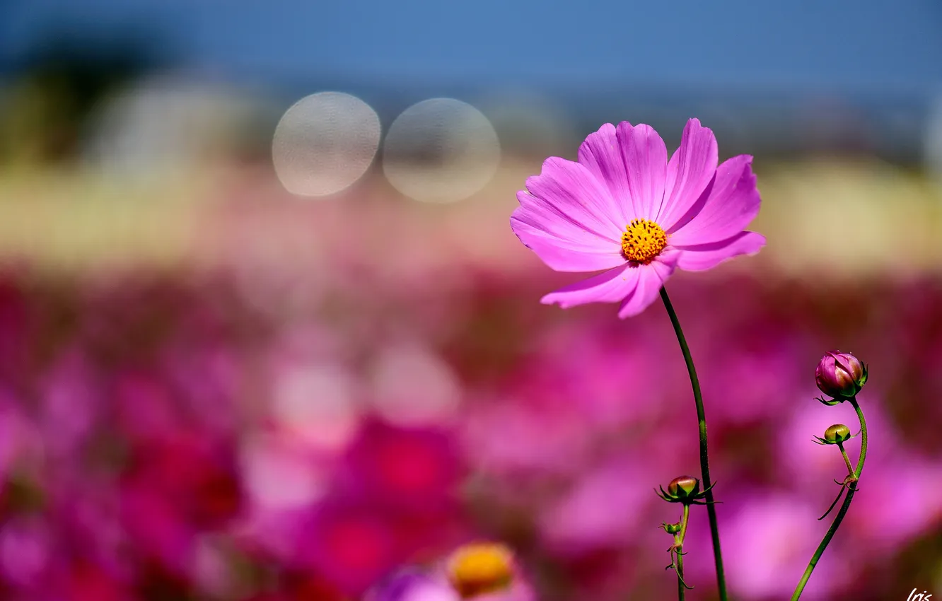 Фото обои поле, лето, цветы, природа, розовая, космея
