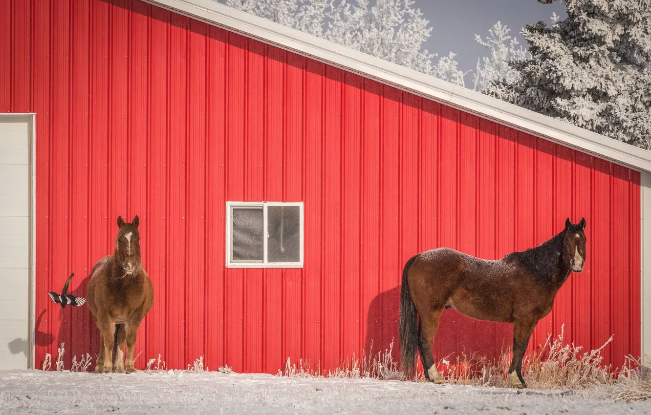 Фото обои зима, иней, крыша, снег, деревья, красный, дом, птица