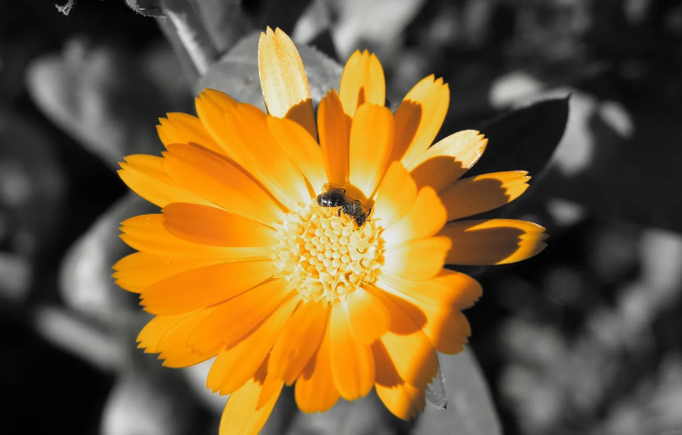 Фото обои пчела, цвет, Оранжевый