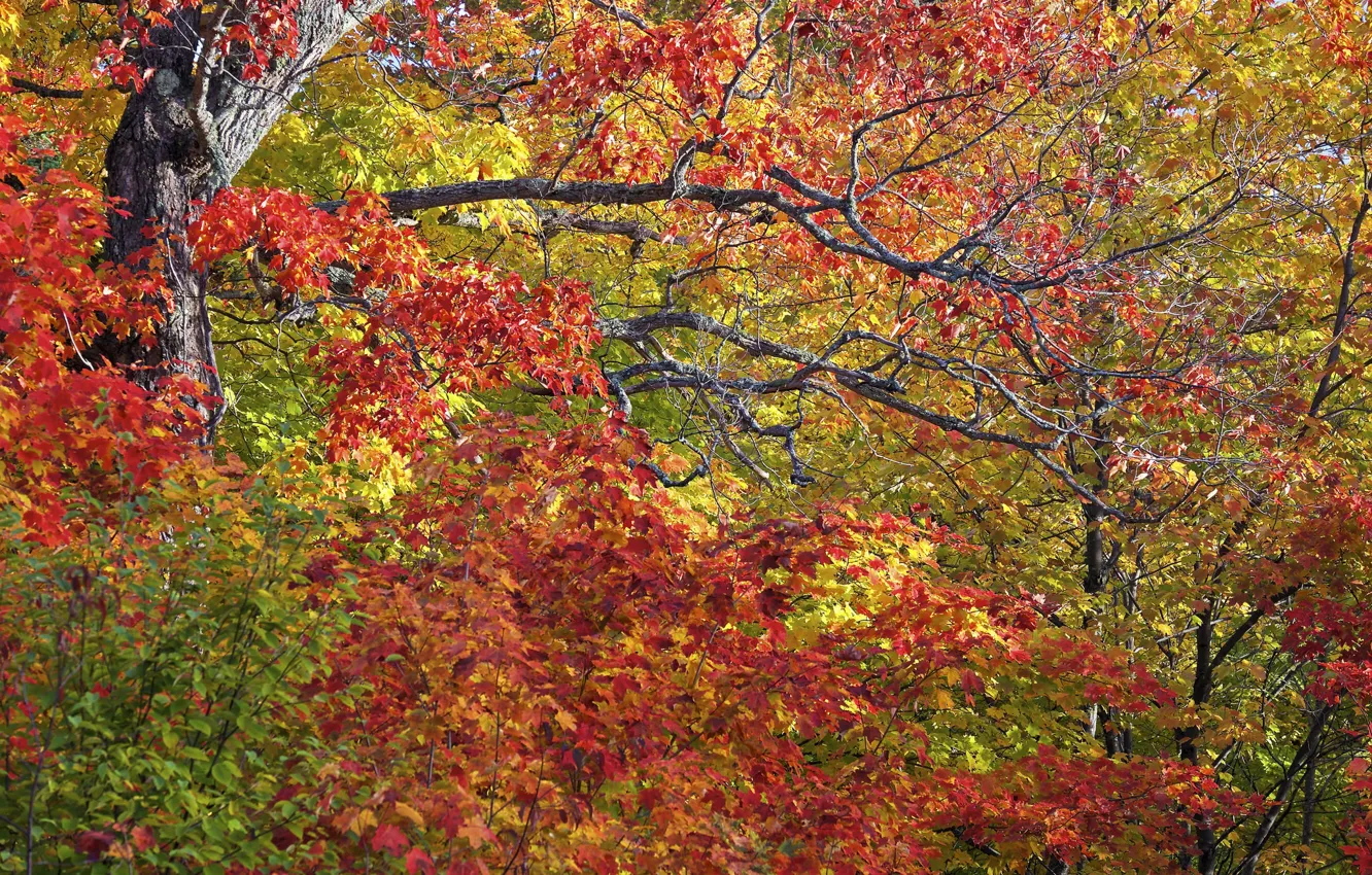 Фото обои осень, листья, деревья, ветки