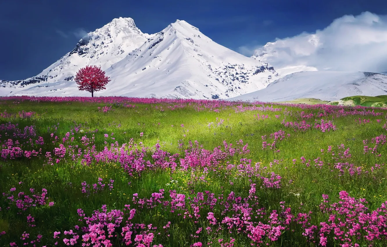 Фото обои небо, облака, снег, пейзаж, цветы, горы, природа, дерево