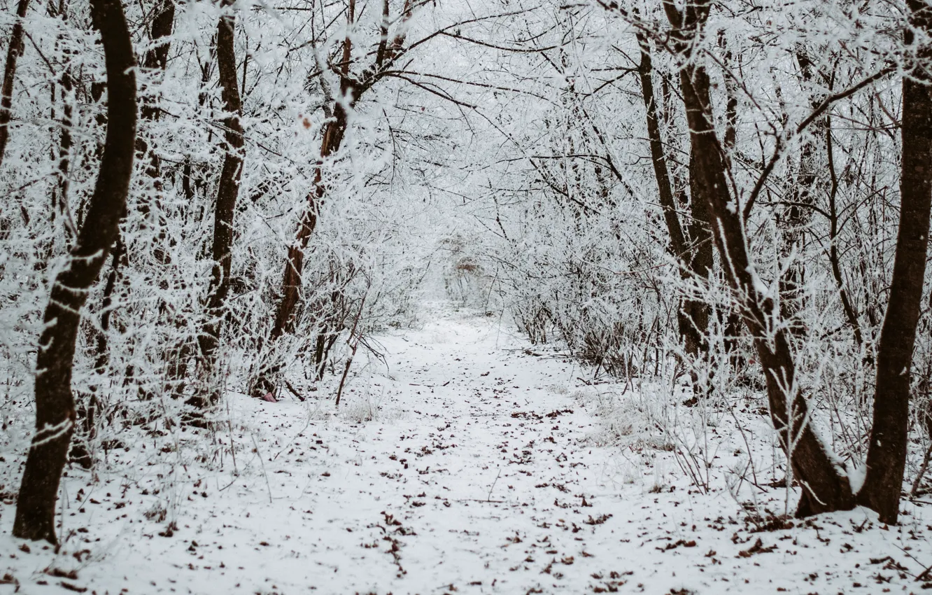 Фото обои зима, лес, снег, деревья, природа, дорожка, тропинка