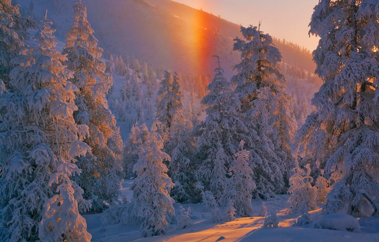 Фото обои зима, лес, снег, деревья, Россия, Якутия, Владимир Рябков