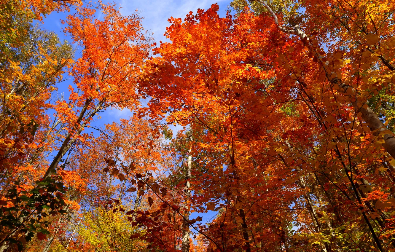 Фото обои осень, небо, листья, деревья, Канада, Онтарио, багрянец