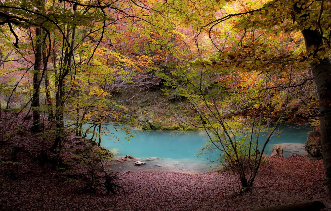 Фото обои forest, river, trees, autumn, foliage
