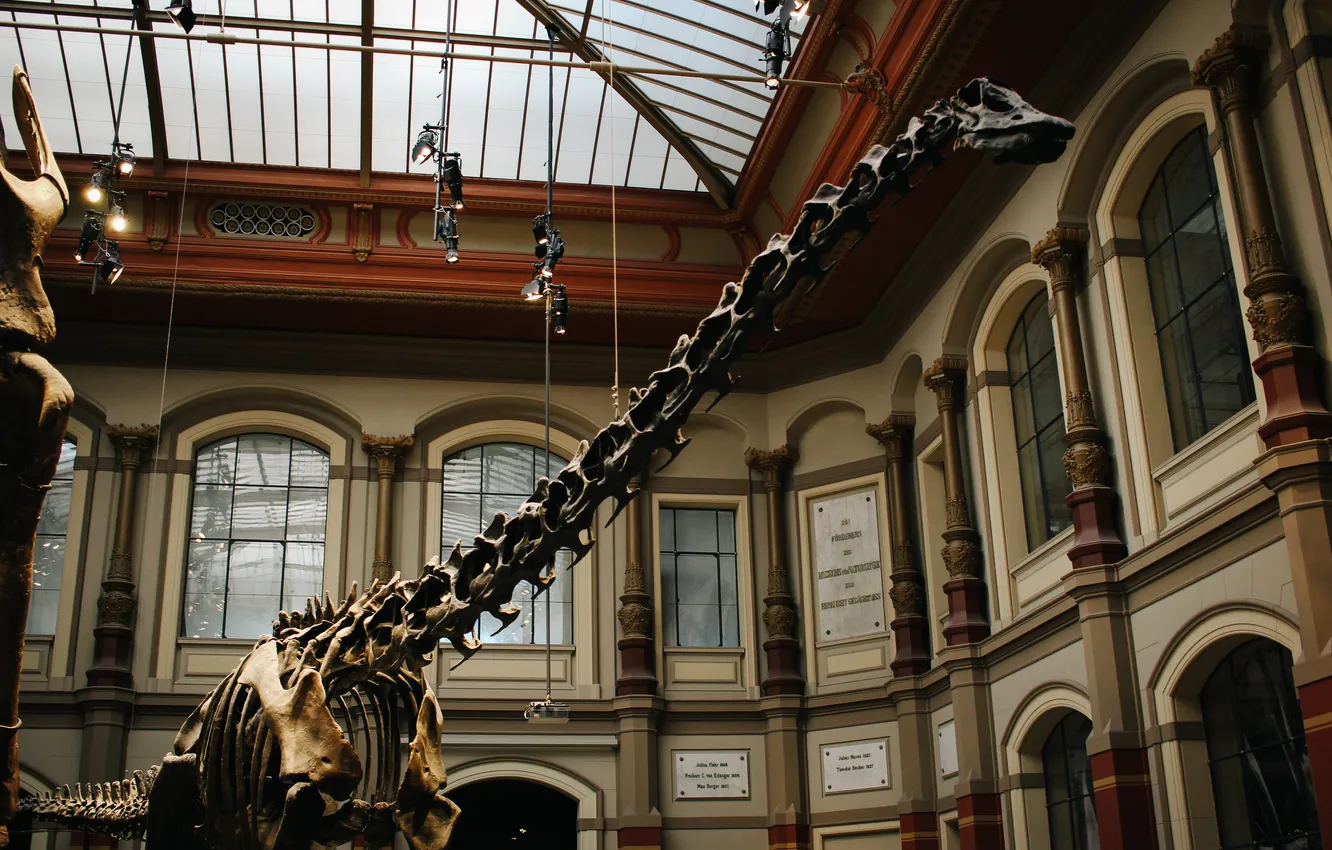 Фото обои динозавр, скелет, музей