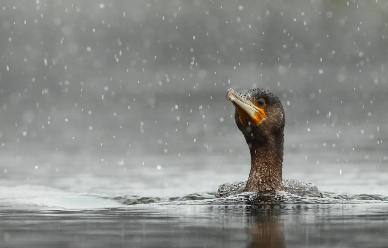 Фото обои вода, птица, снегопад, бакланы