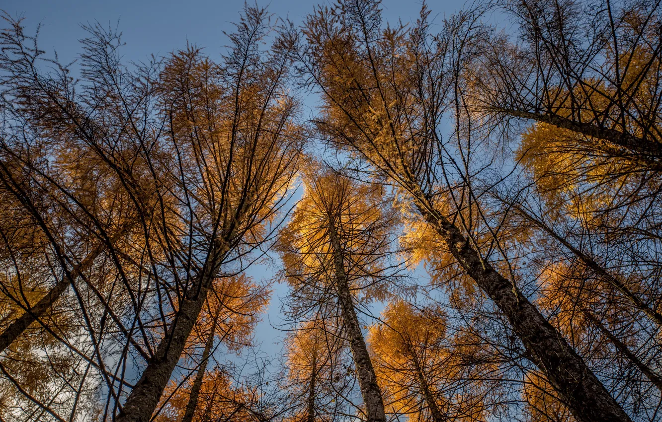 Фото обои осень, небо, деревья