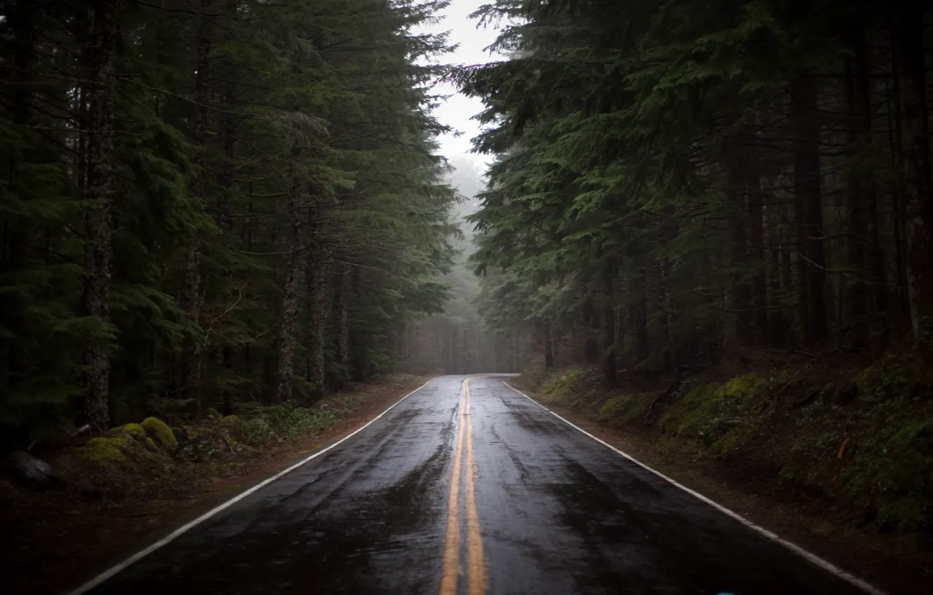 Фото обои дорога, лес, сосны