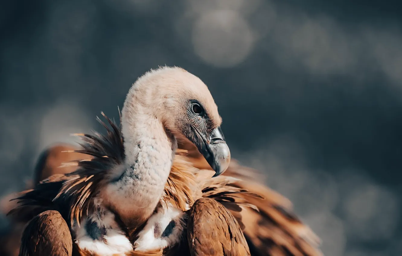 Фото обои природа, птица, гриф