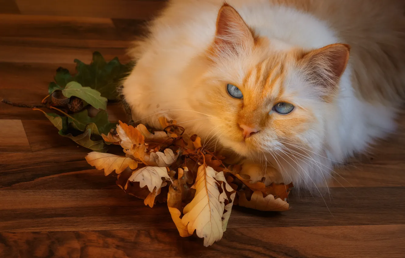 Фото обои осень, кошка, кот, взгляд, морда, листья, поза, рыжий