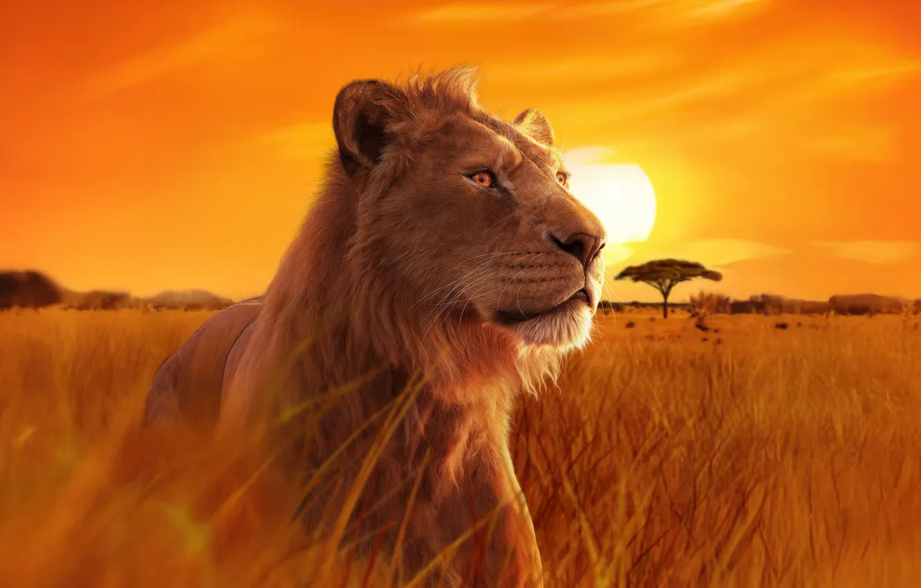 Фото обои пейзаж, закат, мультфильм, лев, постер, Mufasa: The Lion King, Муфаса: Король Лев