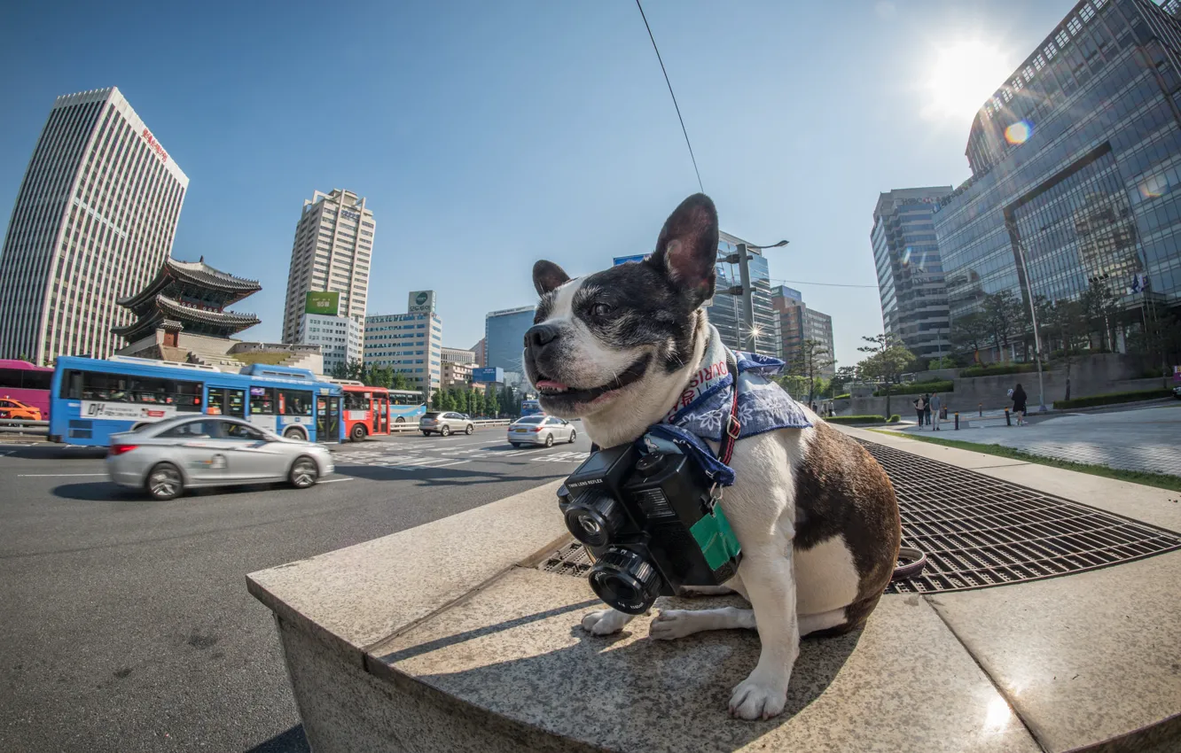 Фото обои Korea, Official Seoul Phodographer, Boston terrier