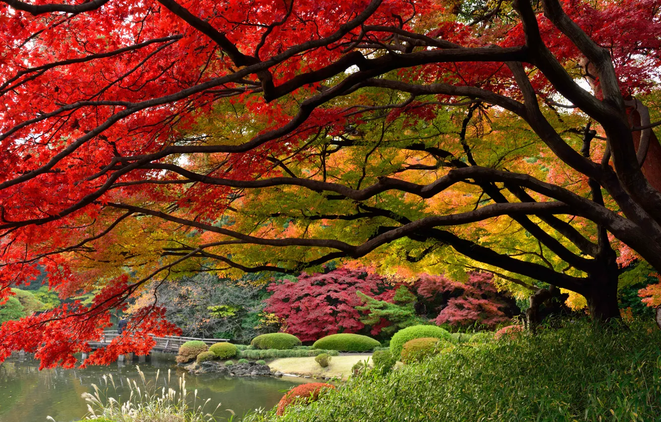 Фото обои Япония, Токио, краски осени, японский сад, Декабрь