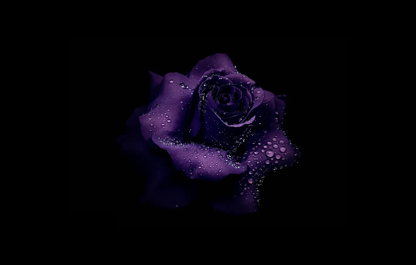 Фото обои цветок, капли, роса, роза, тень, полумрак
