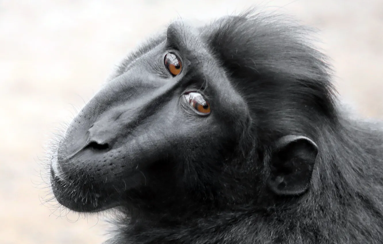 Фото обои взгляд, обезьяна, Black Macaque