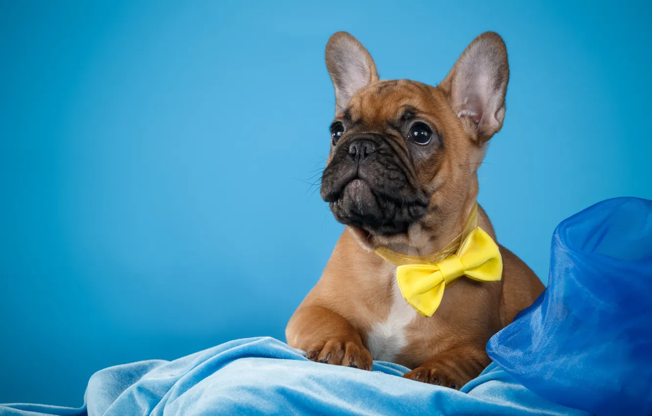 Фото обои галстук, щенок, ткань, французский бульдог