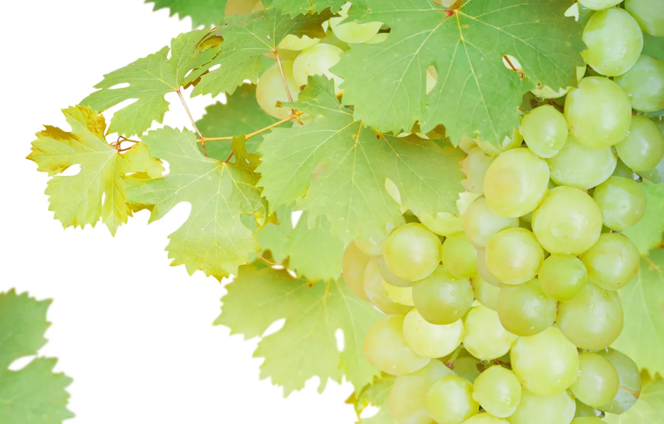 Фото обои виноград, гроздь, Grape