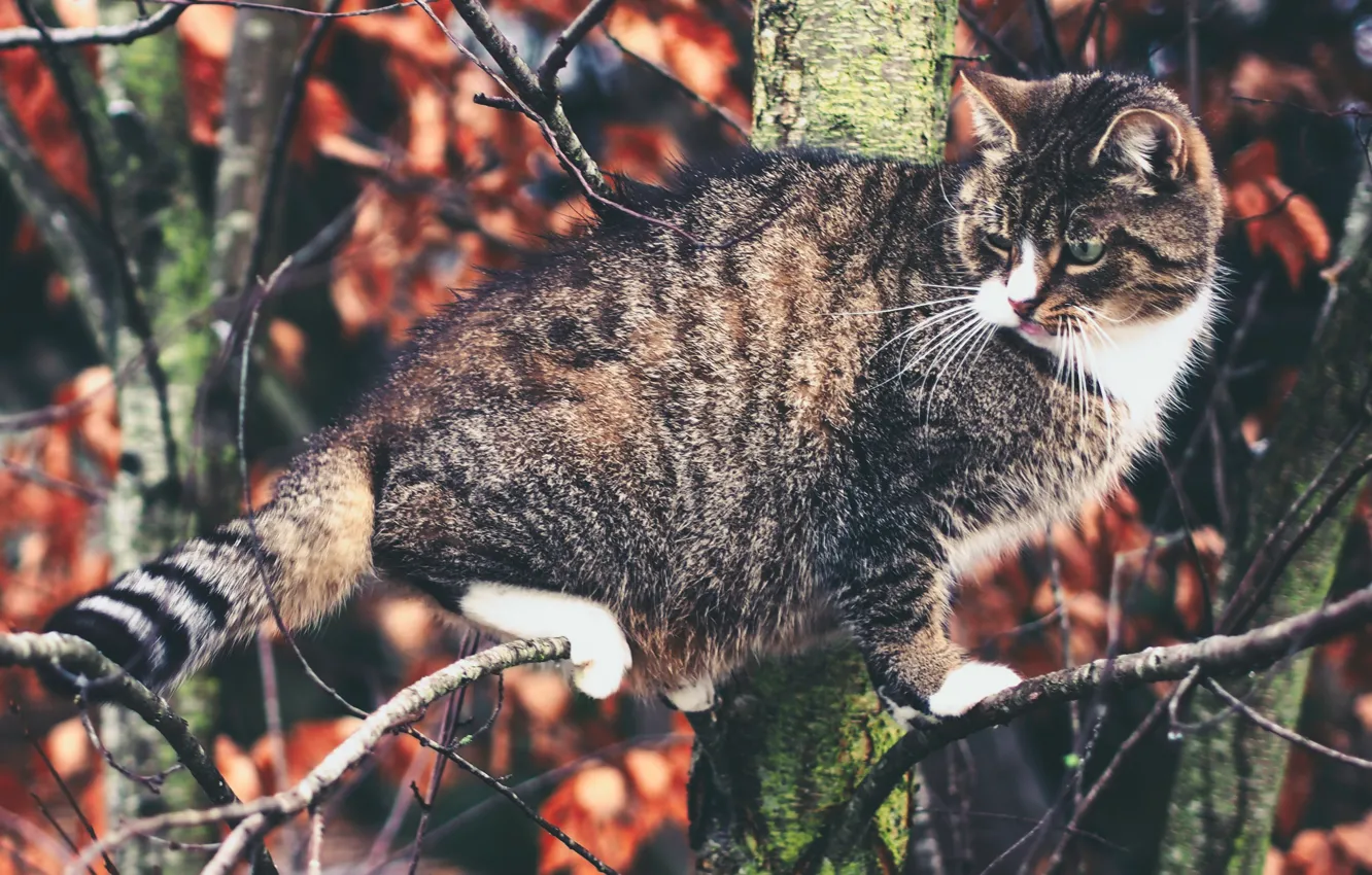 Фото обои кошка, кот, дерево, на дереве, котэ, котейка