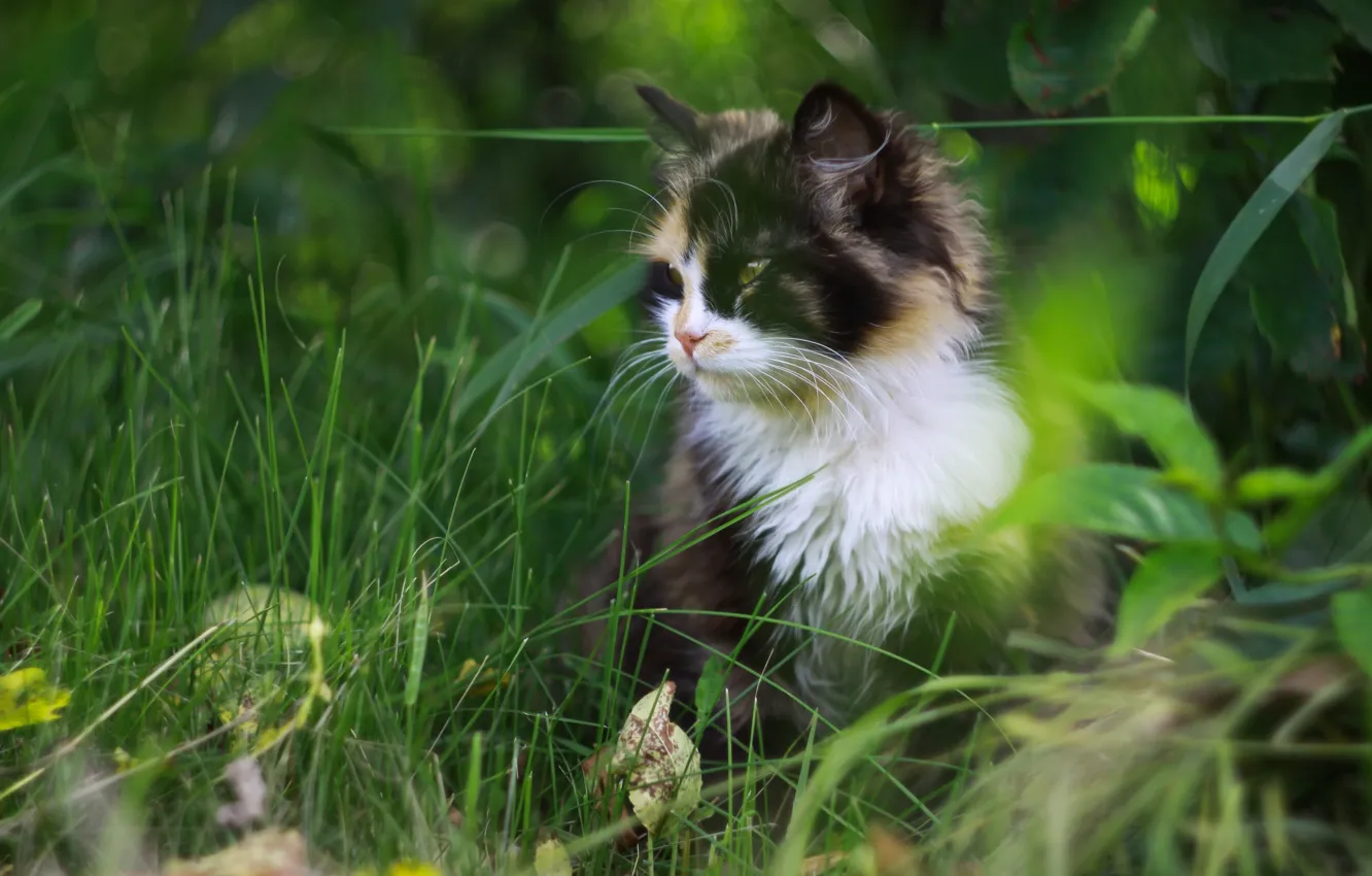 Фото обои трава, кот, пятнистый
