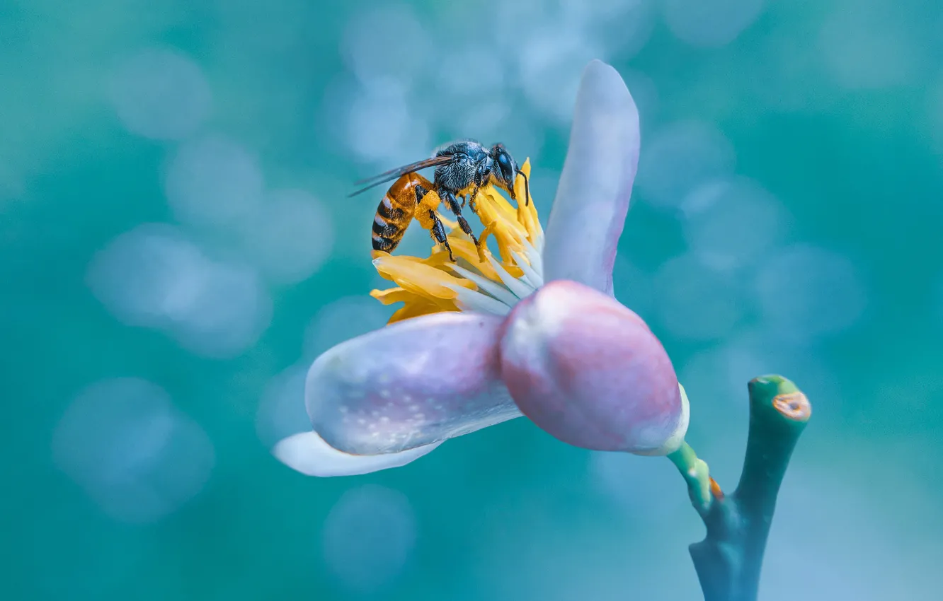 Фото обои белый, цветок, макро, пчела, весна, насекомое, цветение, боке