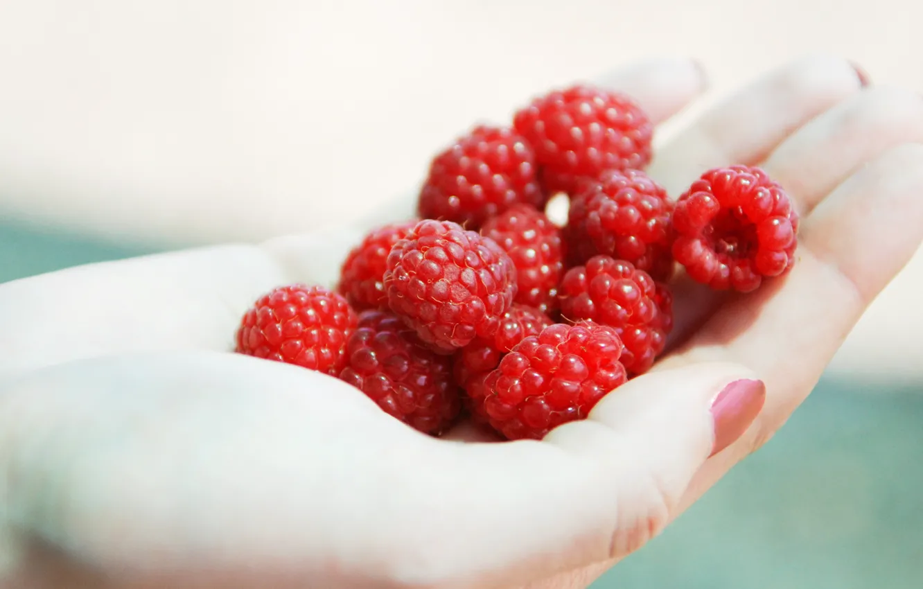 Фото обои лето, ягоды, малина, фон, еда, руки, урожай, пальцы