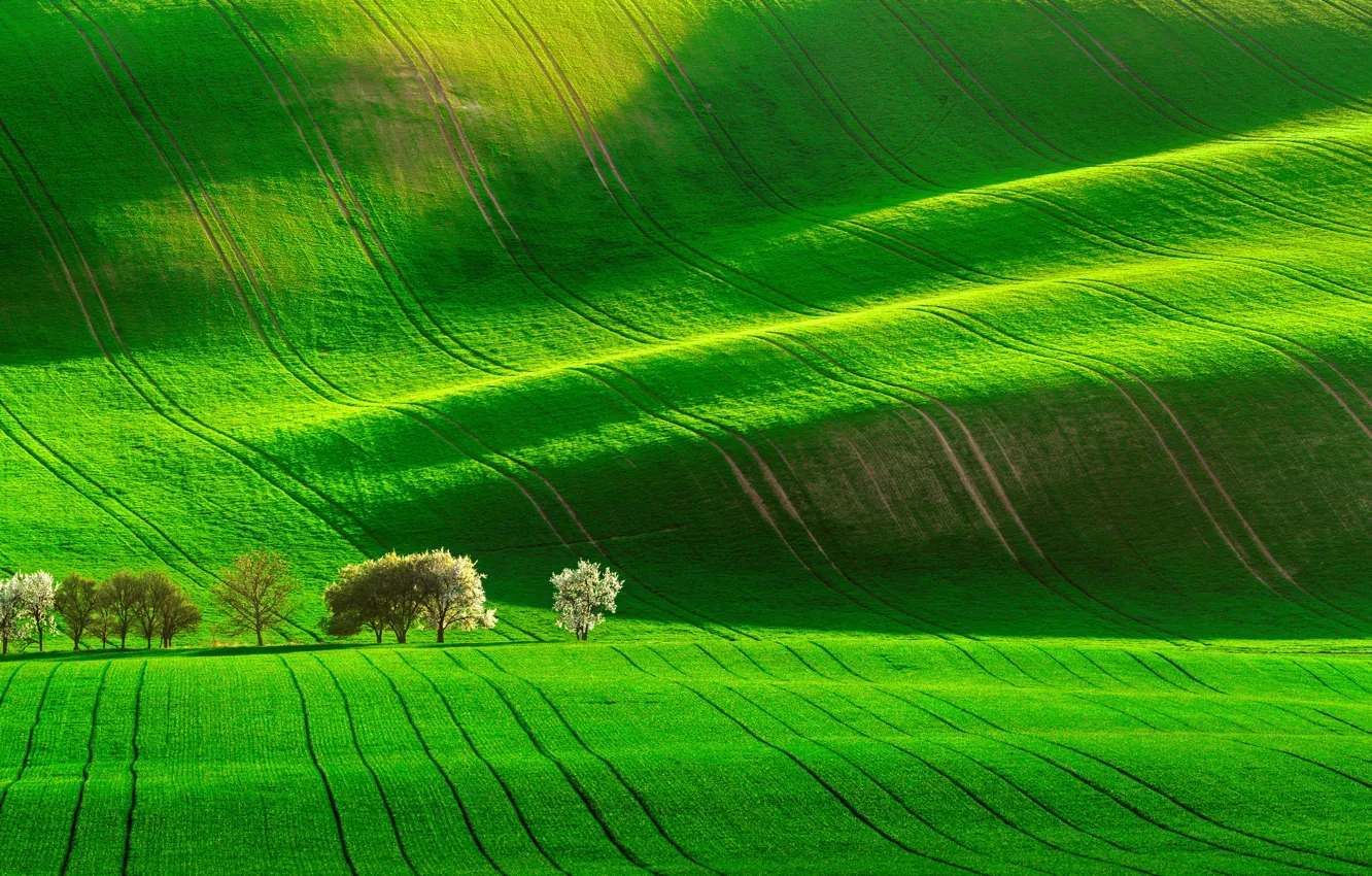Фото обои поле, деревья, trees, field, Jan Šmíd