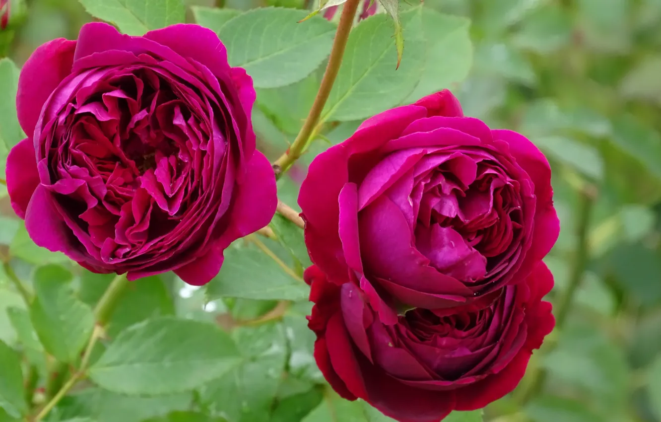 Фото обои Розы, Flowers, Roses, Pink roses, Розовые розы