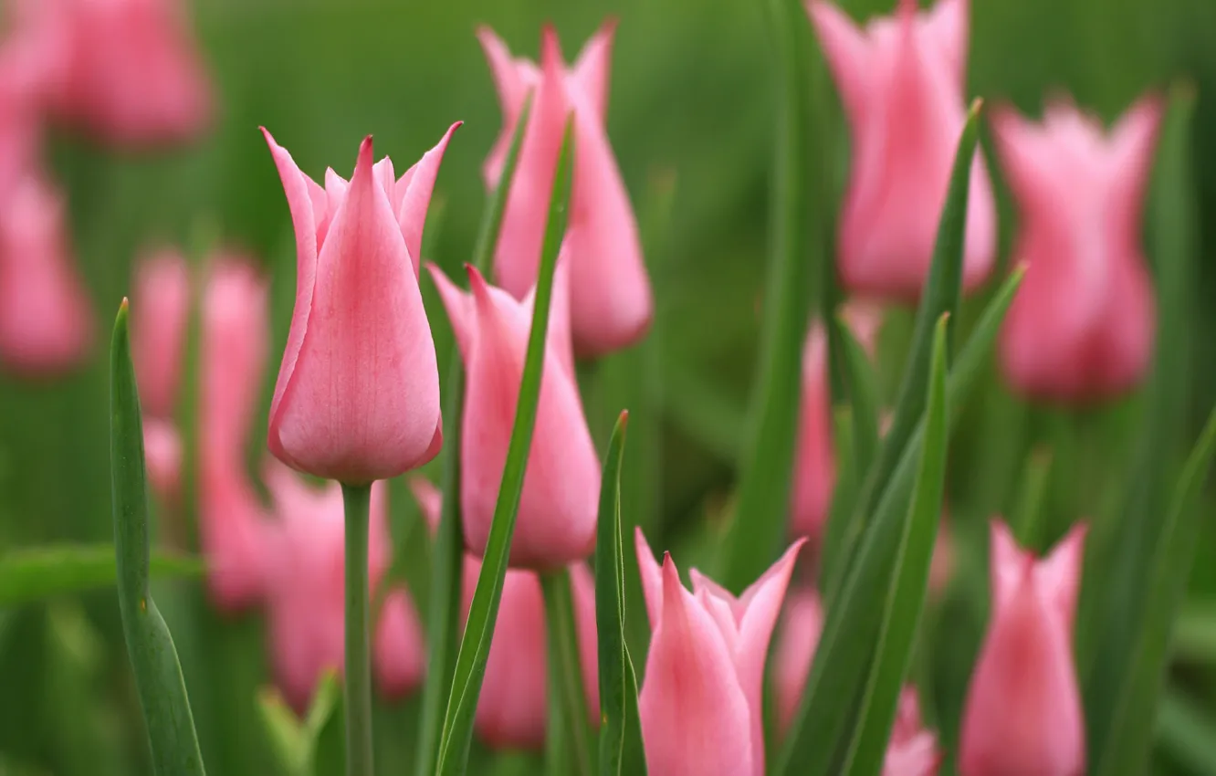 Фото обои тюльпаны, розовые, бутоны