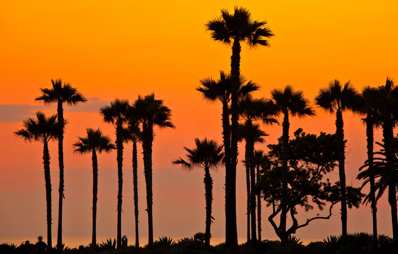 Фото обои пляж, закат, пальмы, вечер, Калифорния