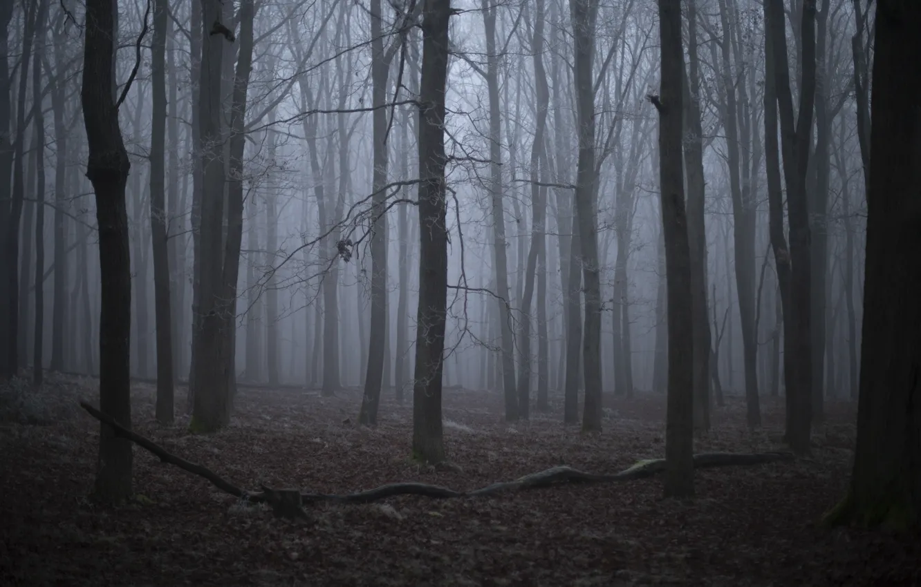 Фото обои зима, лес, деревья, природа, туман, Michał Janiak