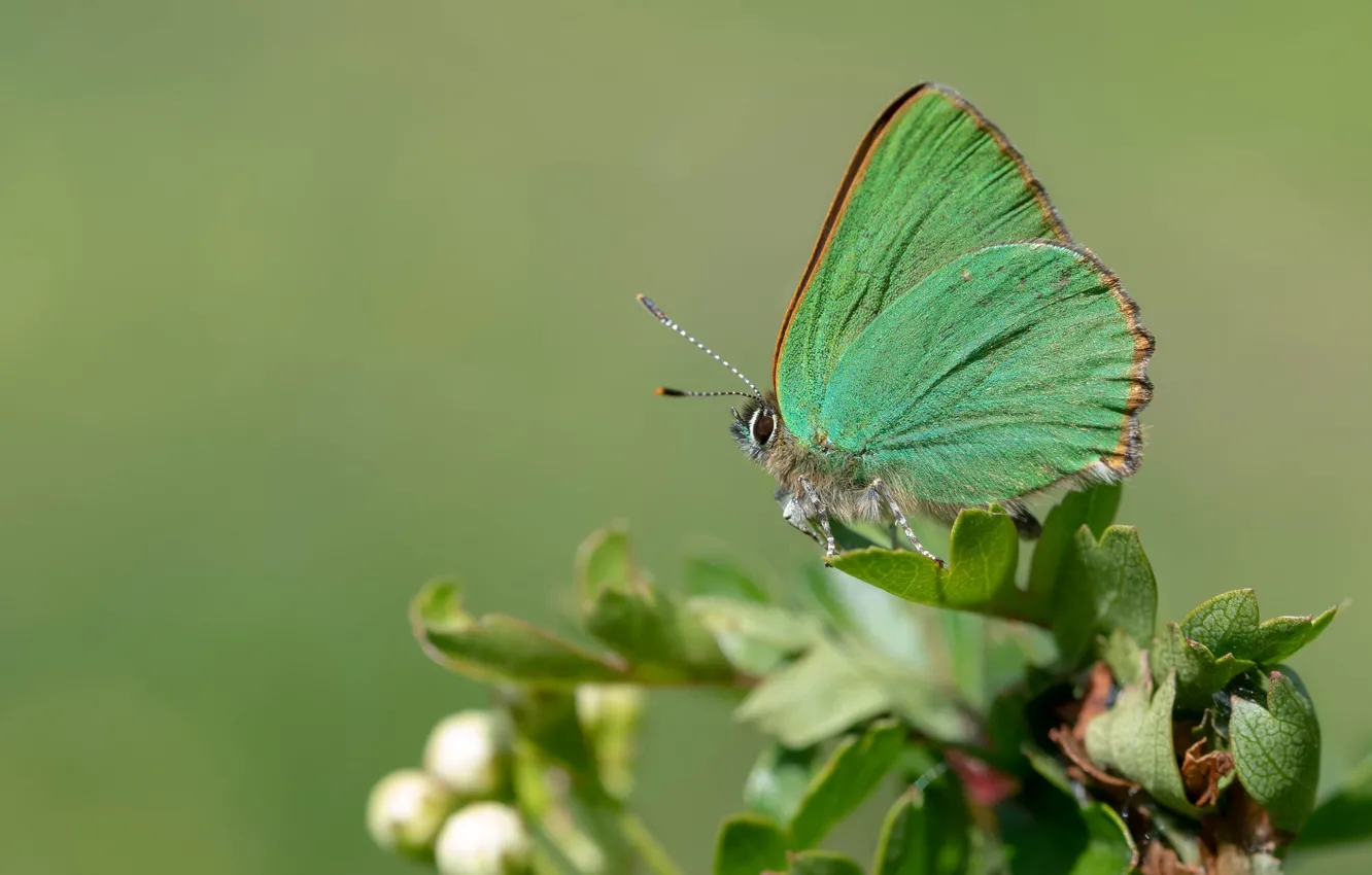 Фото обои макро, бабочка, butterfly