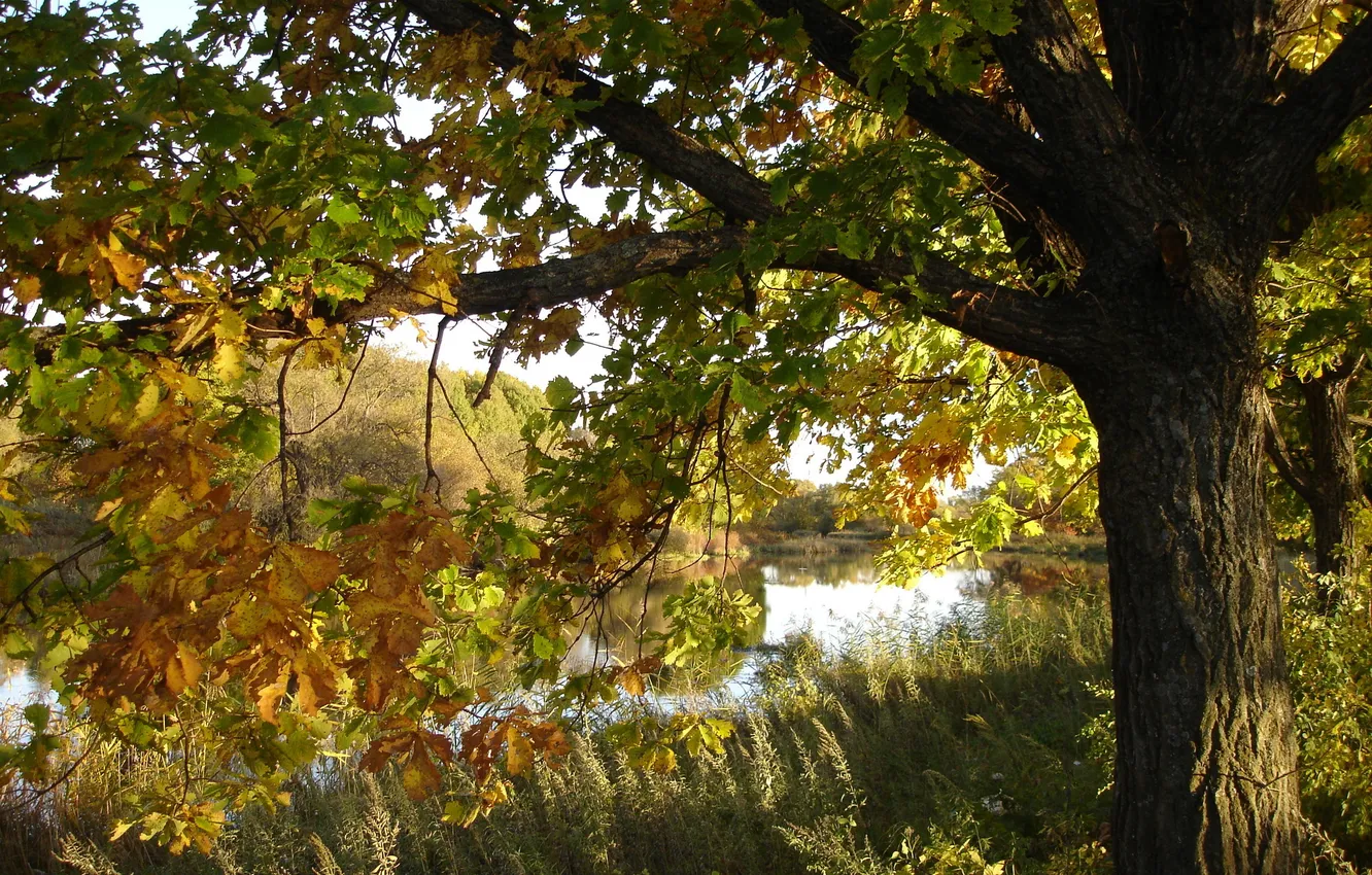 Фото обои осень, природа, река, дубы