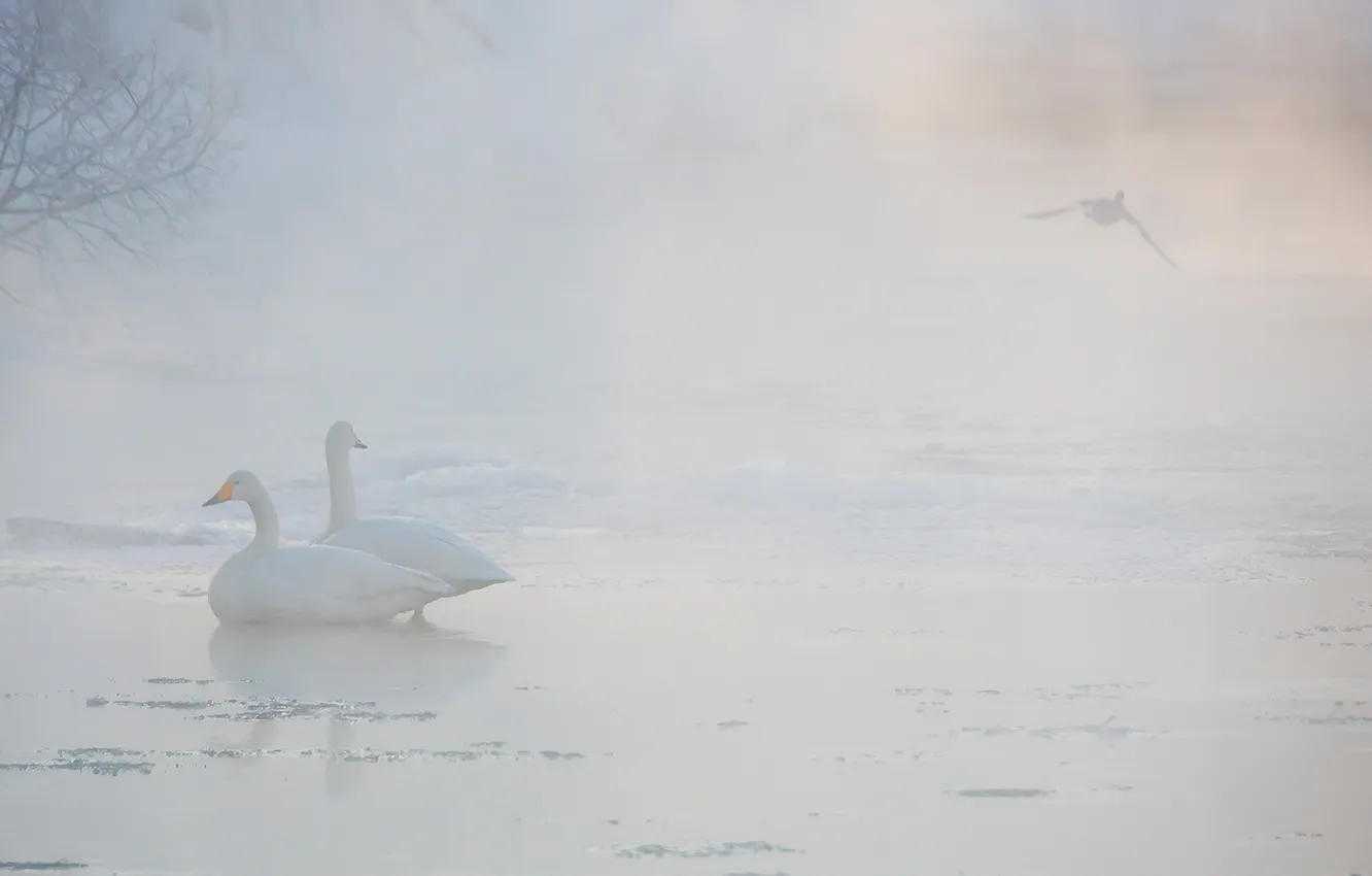 Фото обои птицы, туман, лебеди