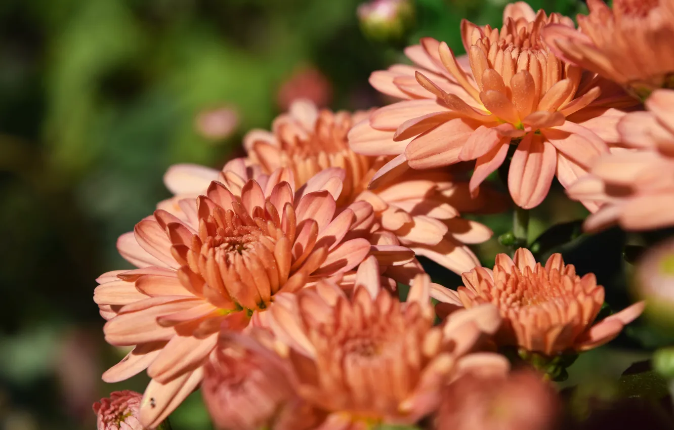 Фото обои осень, цветы, розовый, хризантема, широкоформатный