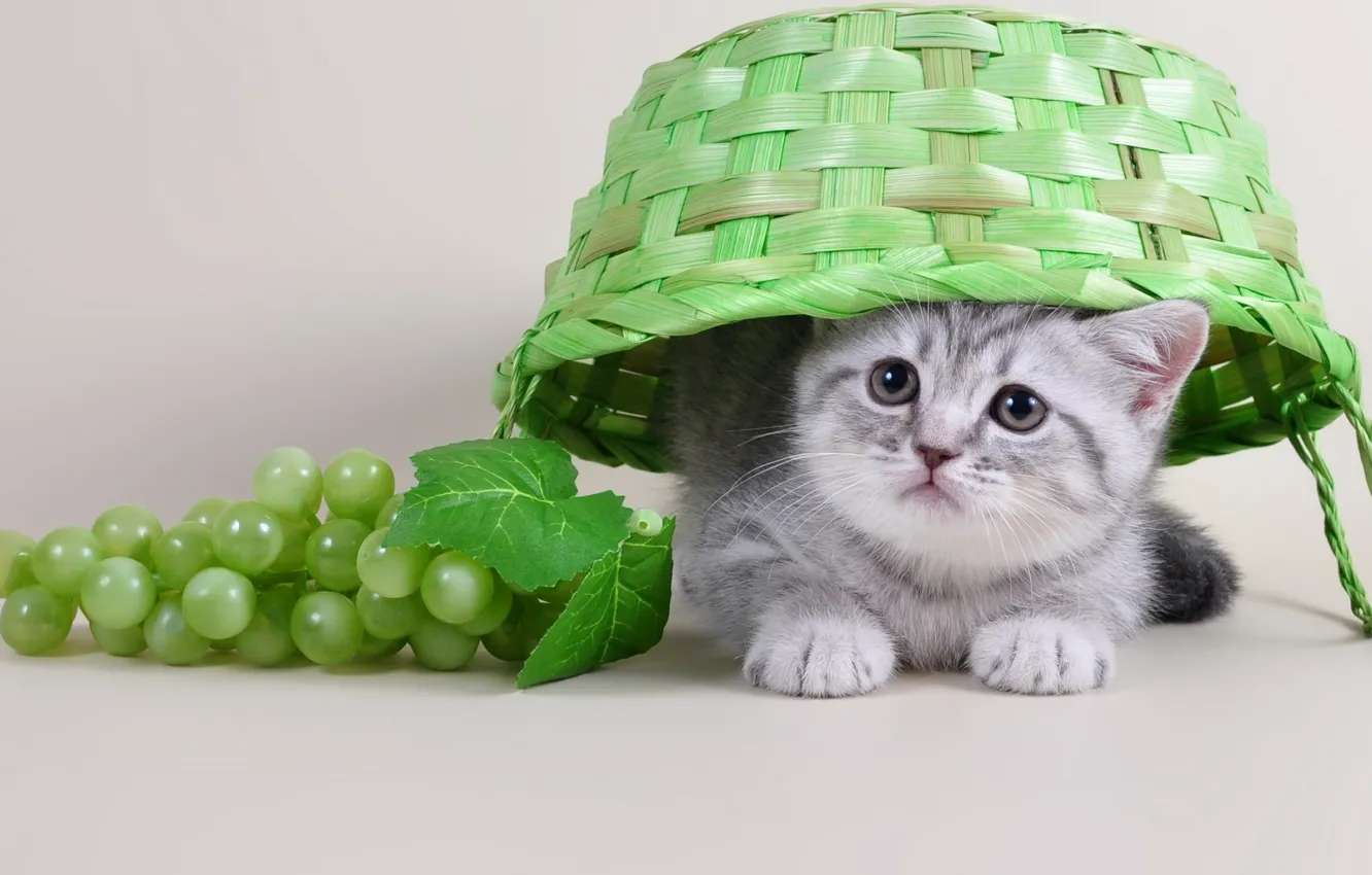 Фото обои котенок, корзина, виноград, милый
