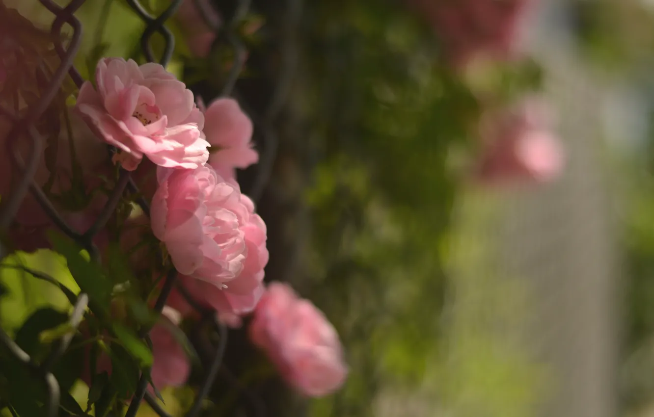 Фото обои макро, цветы, забор, лепестки, размытость, розовые, Камелия