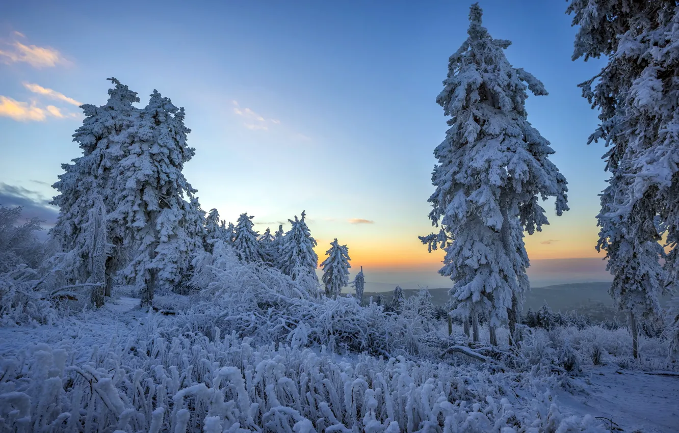 Фото обои зима, лес, снег, пейзаж, утро