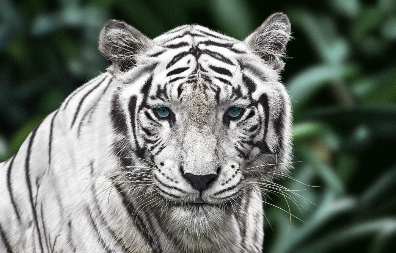 Фото обои Тигр, Кот, Глаза, Морда, Арт, Tiger, Животное, Белый Тигр