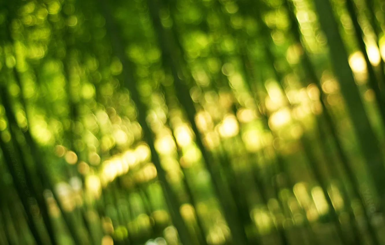 Фото обои зелень, свет, бамбук, Bamboo, боке